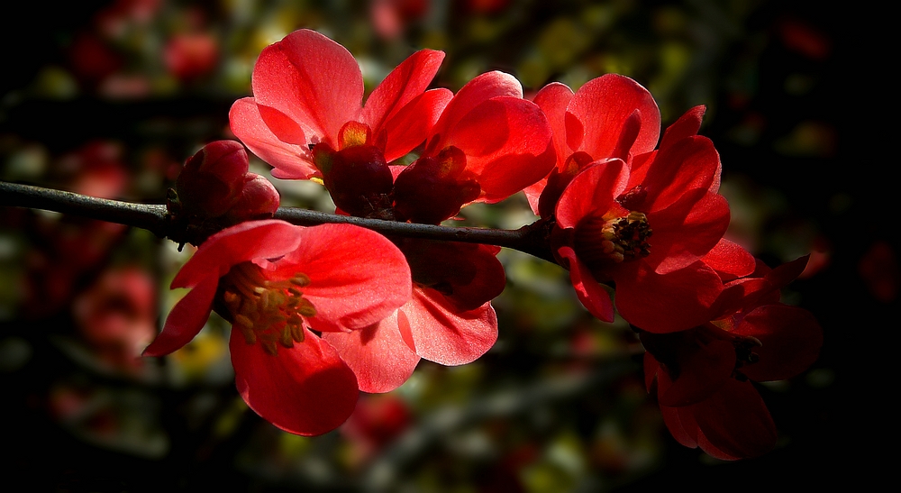 Japanese Quince