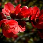 Japanese Quince