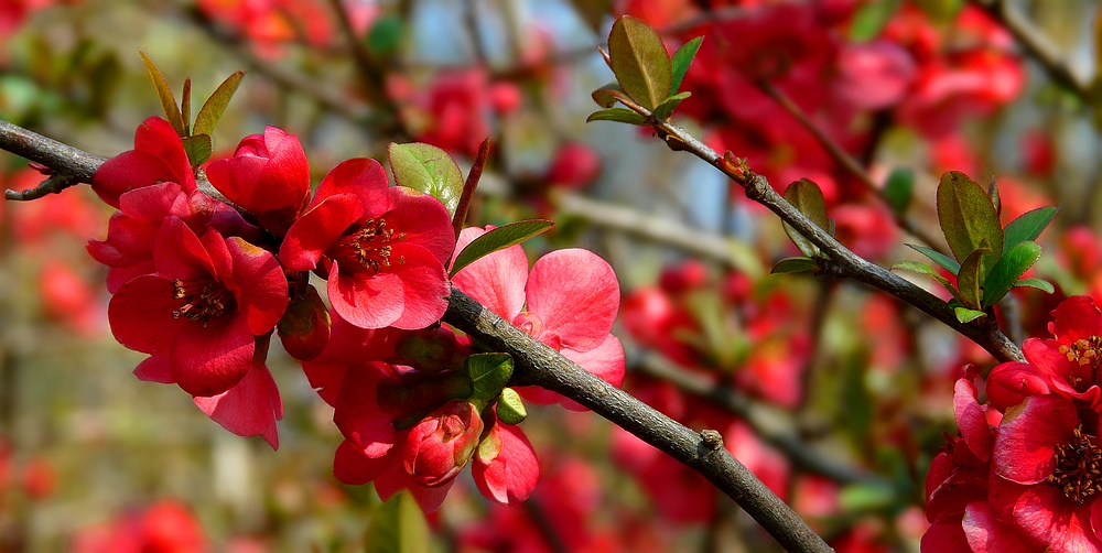 Japanese Quince