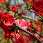 Japanese Quince