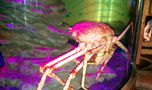 Japanese Spider Crab by MichelleH 