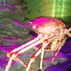 Japanese Spider Crab