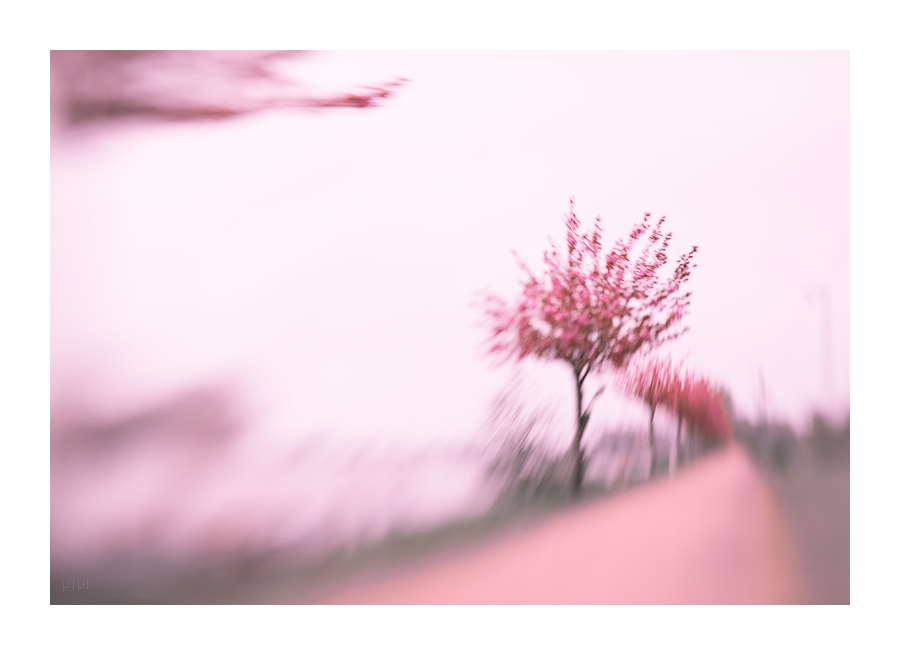 japanese spring