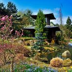 japanese spring - gegen den Grauschleier