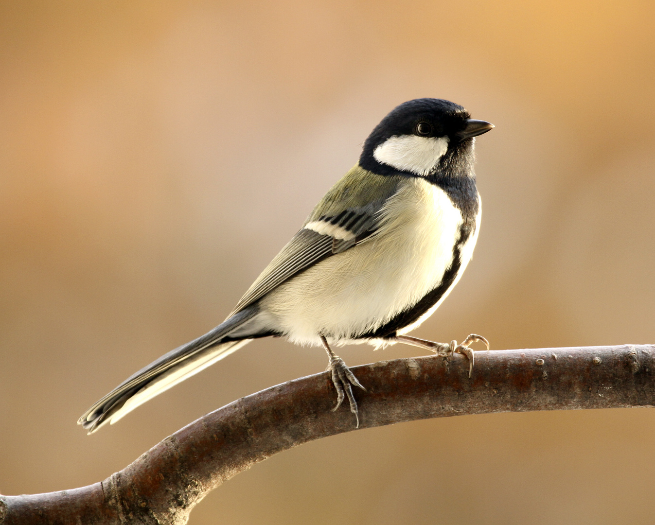 Japanese Tit in Autumn