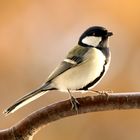 Japanese Tit in Autumn