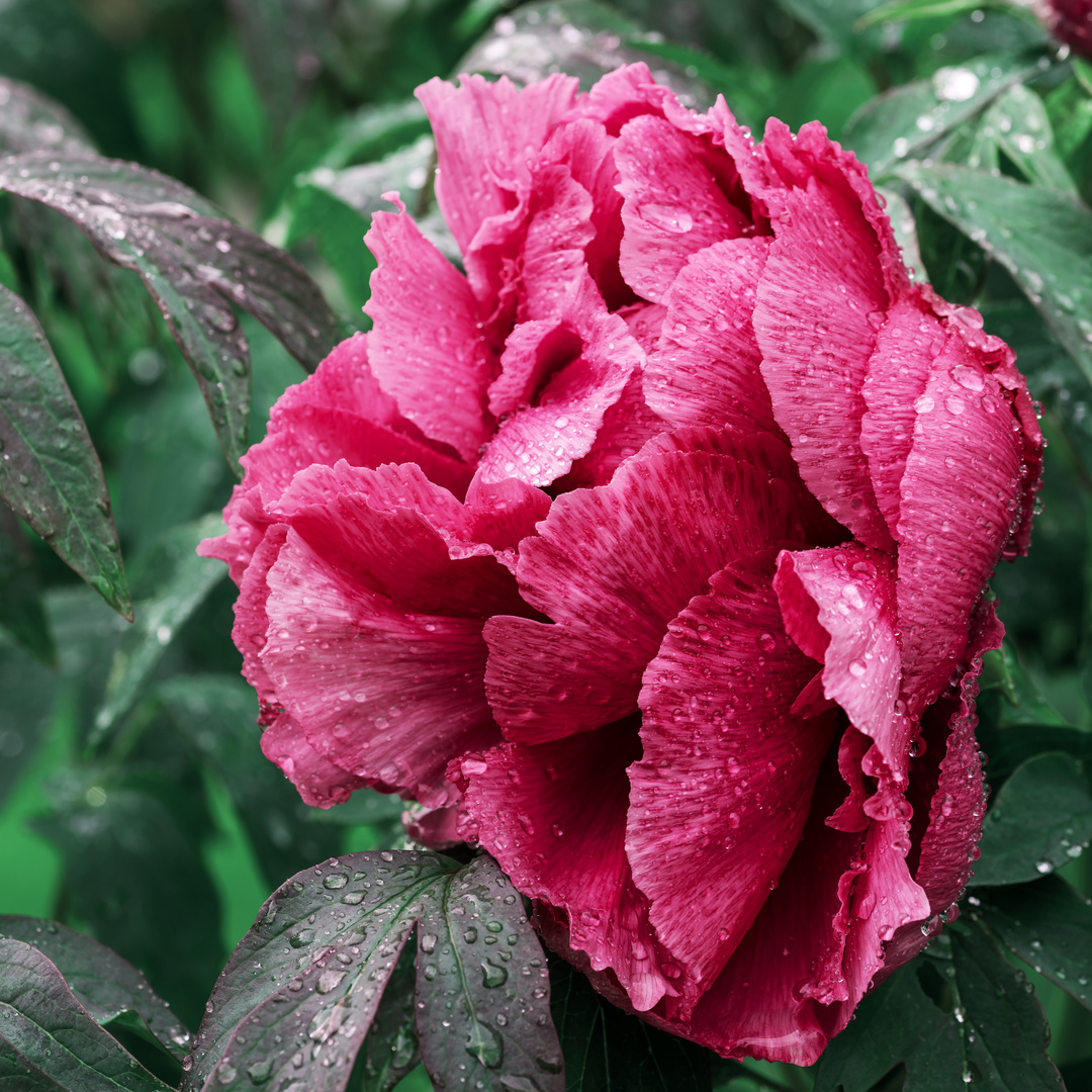 japanese tree peony.