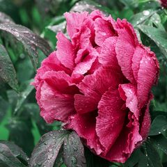 japanese tree peony.