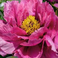 japanese tree peony.