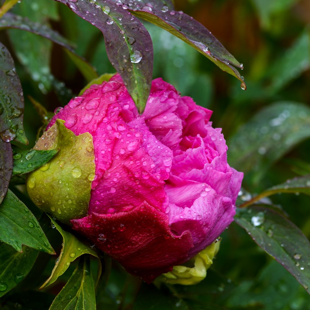 japanese tree peony.