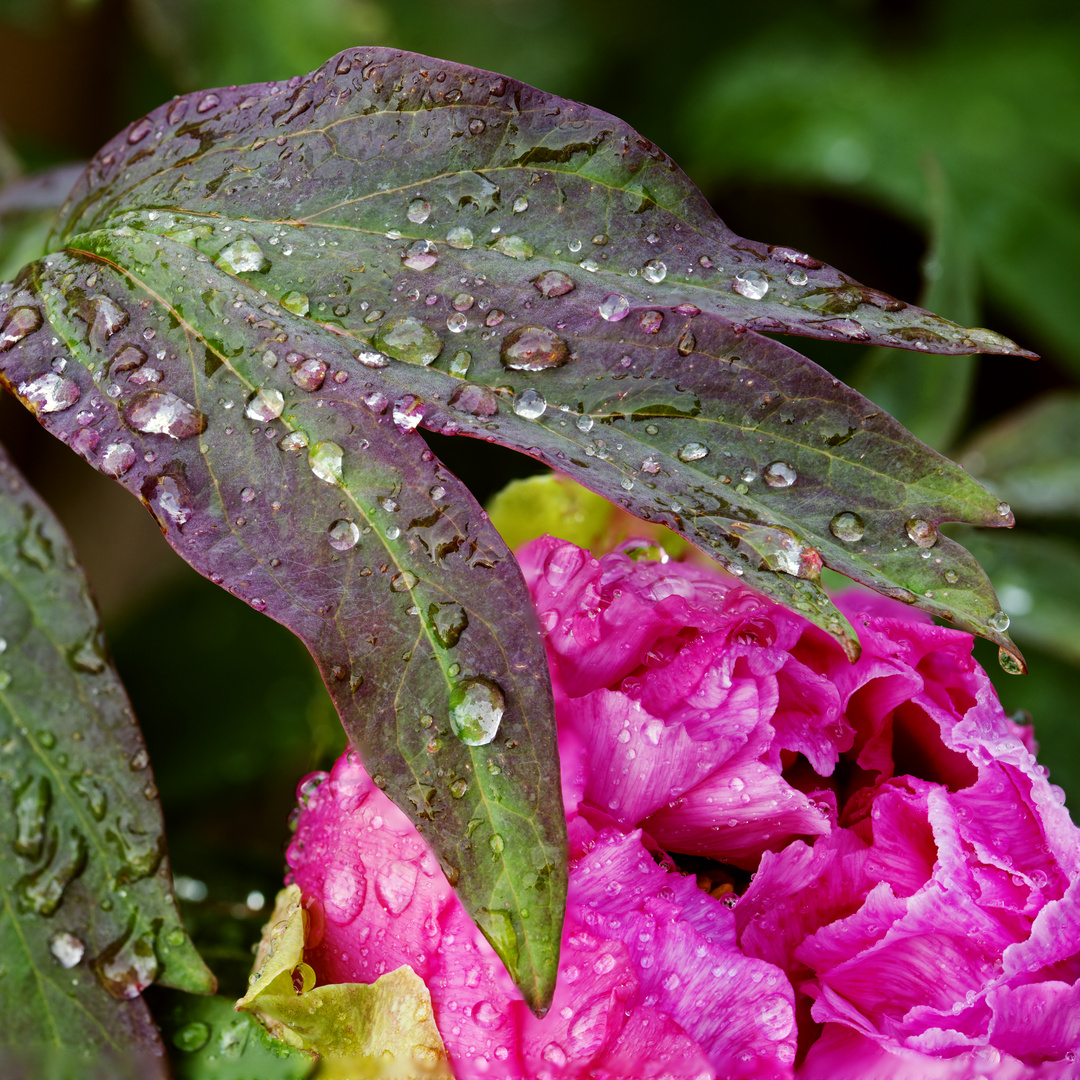 japanese tree peony after the rain 1.