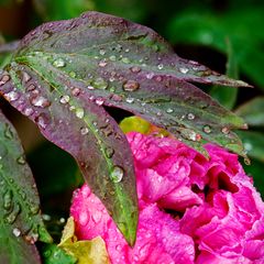 japanese tree peony after the rain 1.