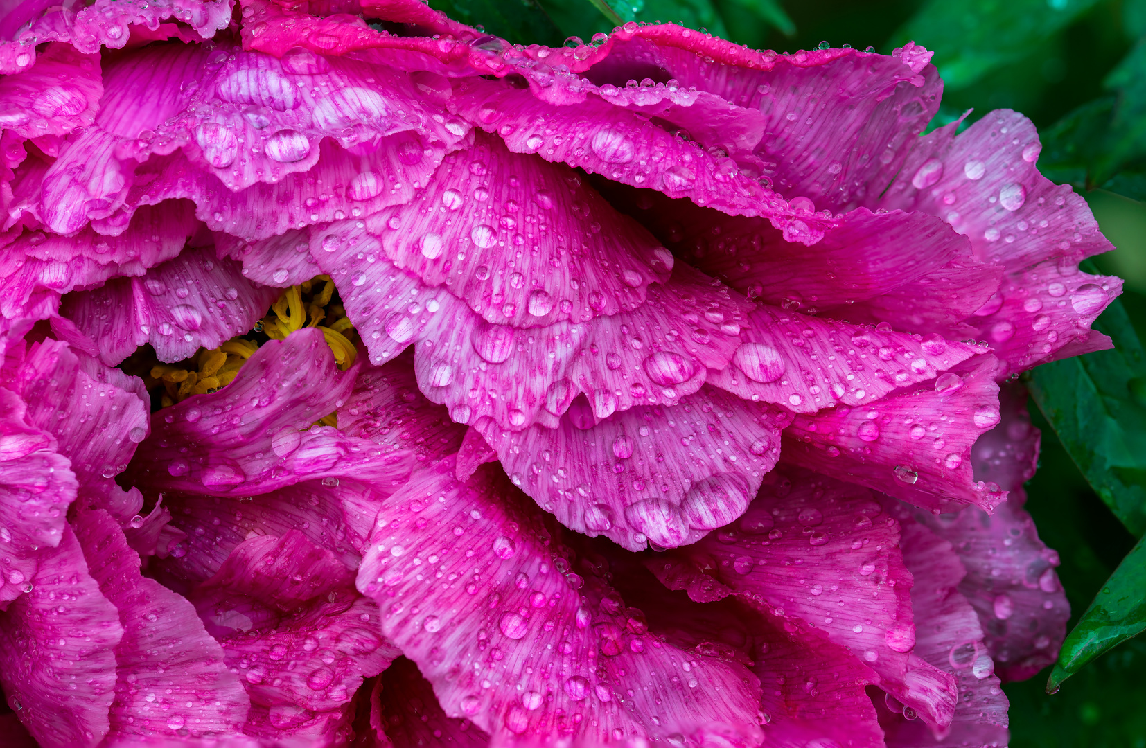 japanese tree peony after the rain 2.