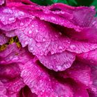 japanese tree peony after the rain 2.