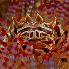 Japanese warlords helmet...