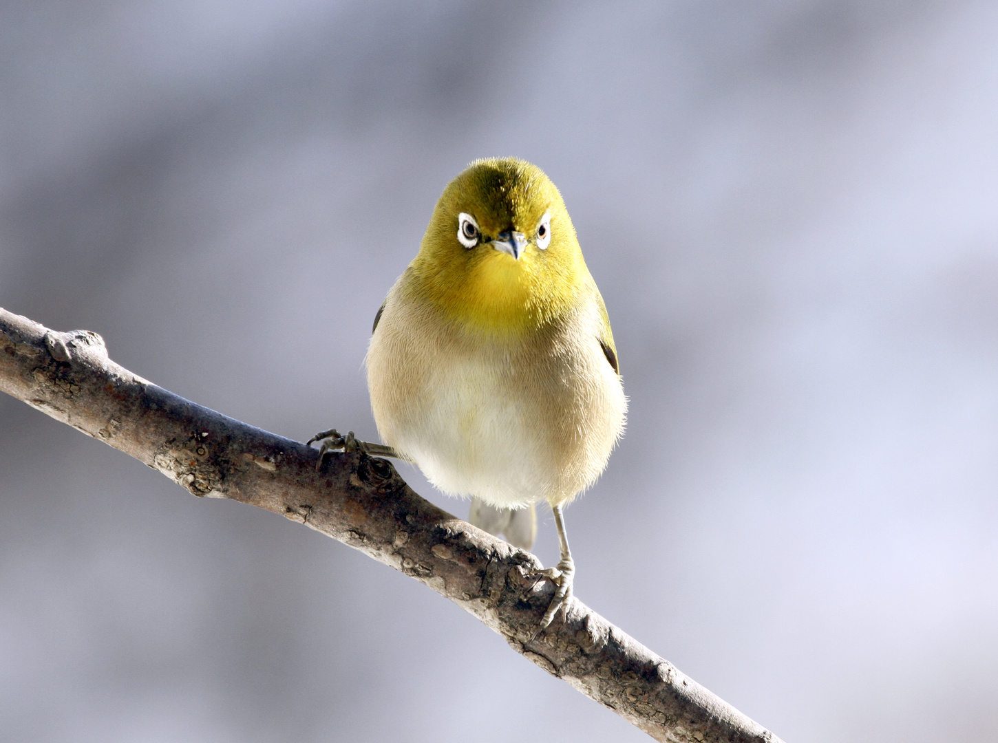 Japanese white-eye