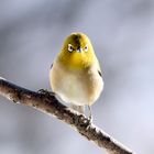 Japanese white-eye