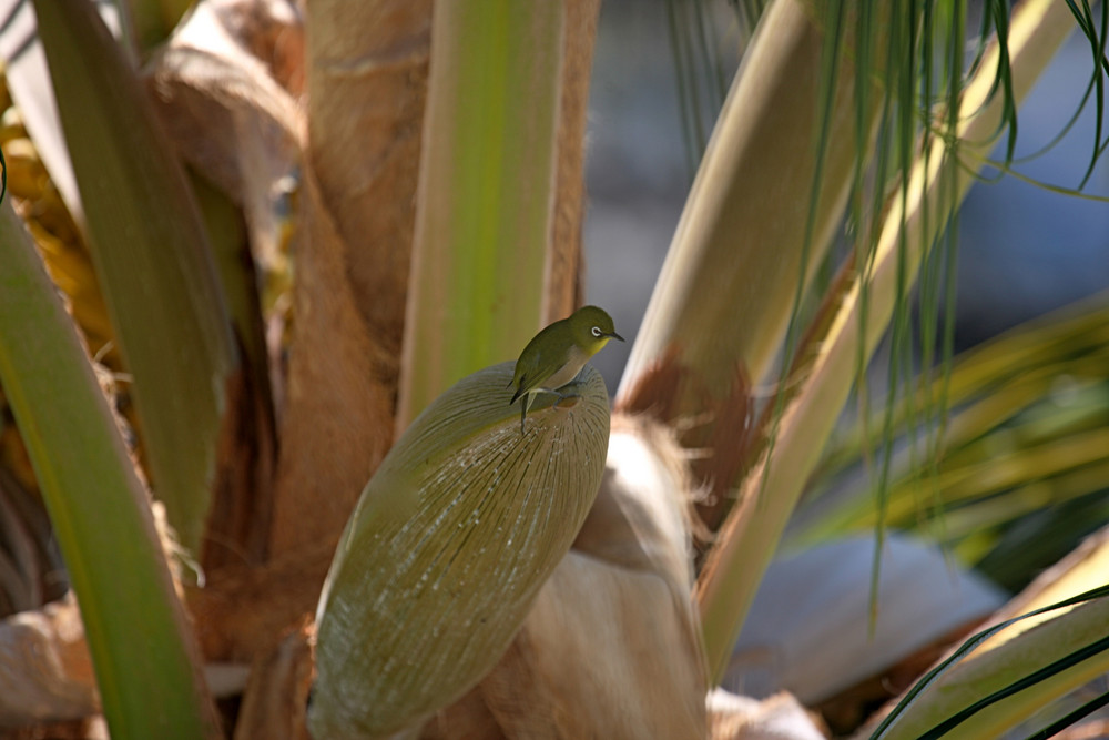 Japanese white-eye auf Hawai'i