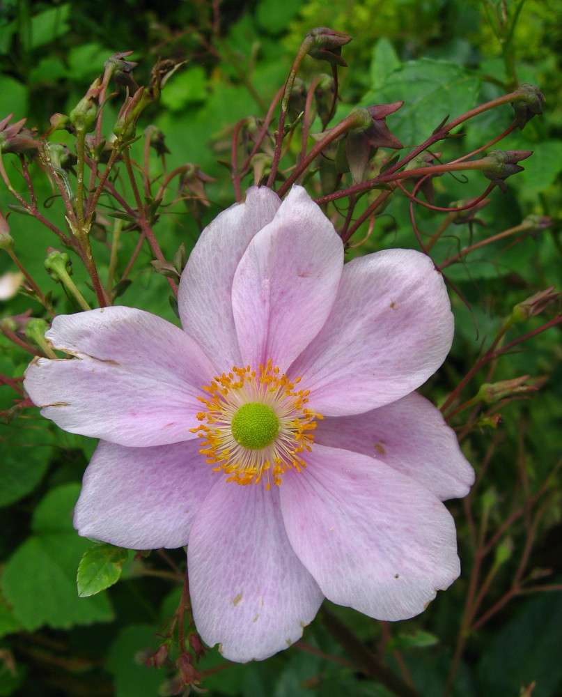 Japanese Windflower