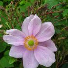 Japanese Windflower