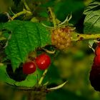 Japanese Wineberry