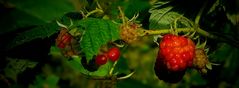 Japanese Wineberry