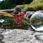 Japangarten als Teil des Loki Schmidt Garten HH-Nienstedten