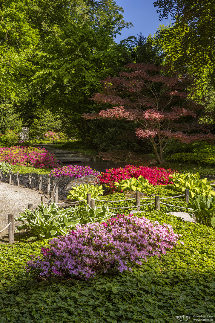 Japangarten Azaleenblüte