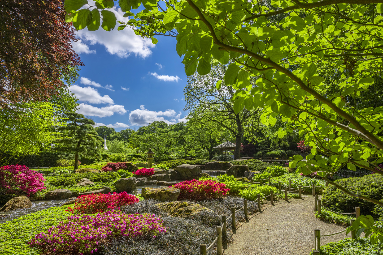 Japangarten Azaleenblüte