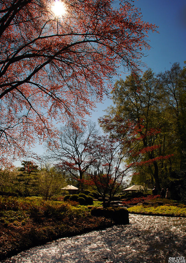 Japangarten im Frühling