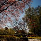 Japangarten im Frühling