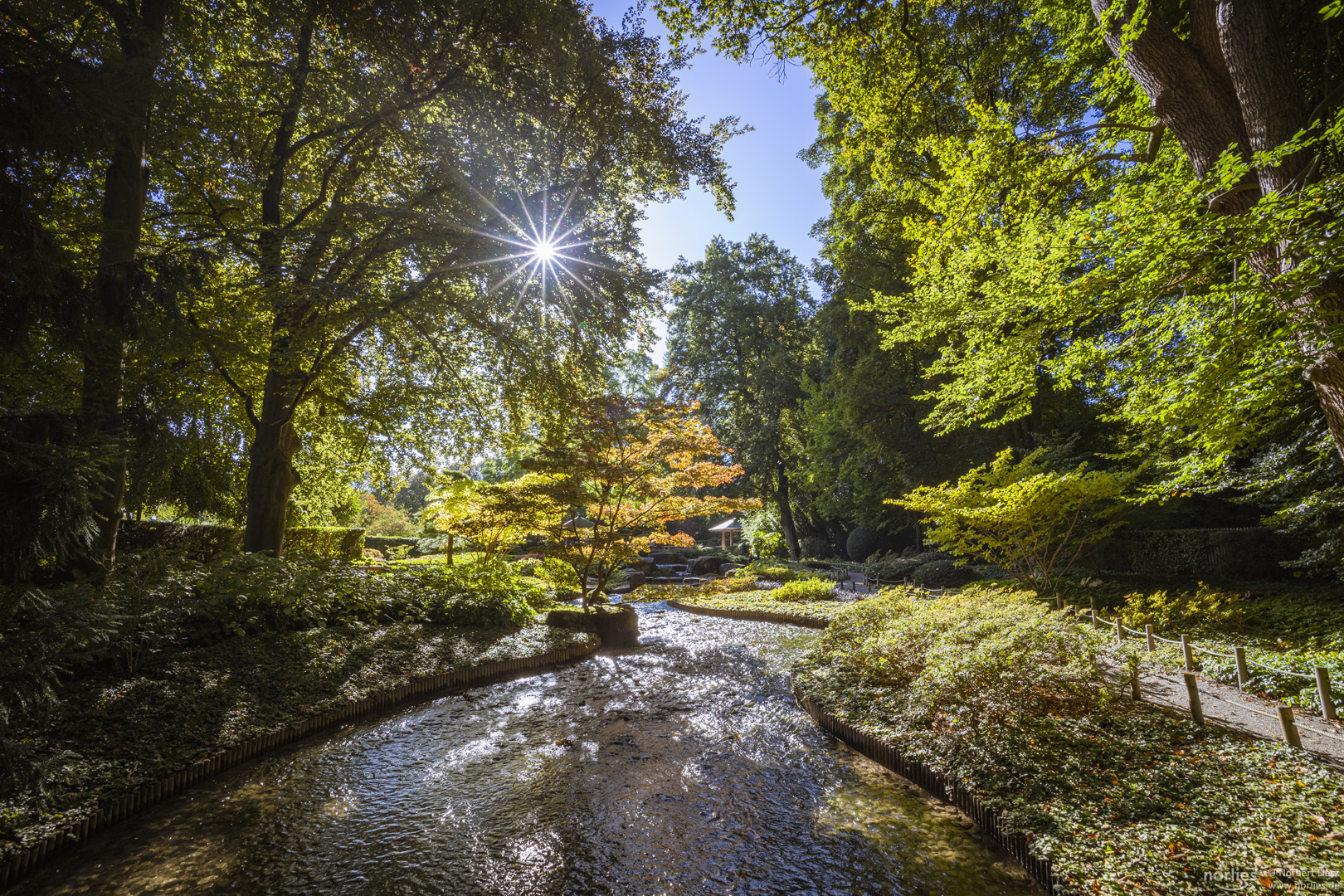 Japangarten im Gegenlicht