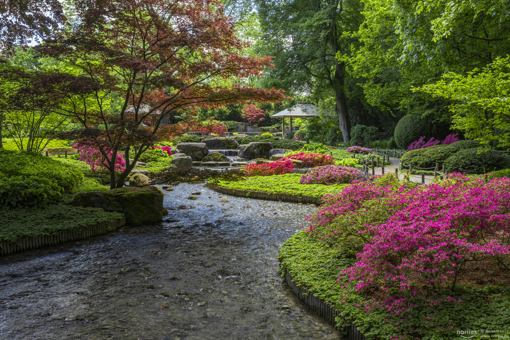 Japangarten im Sommer