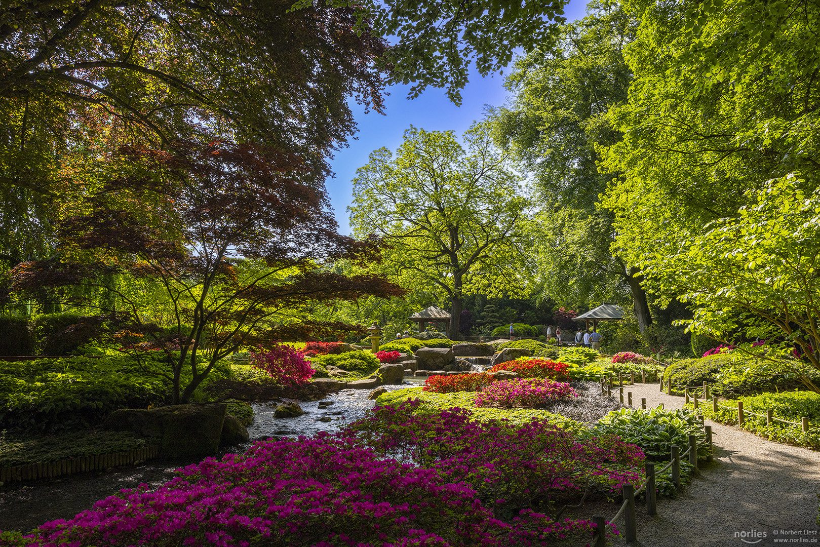 Japangarten mit Azaleenblüte