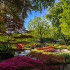 Japangarten mit Azaleenblüte