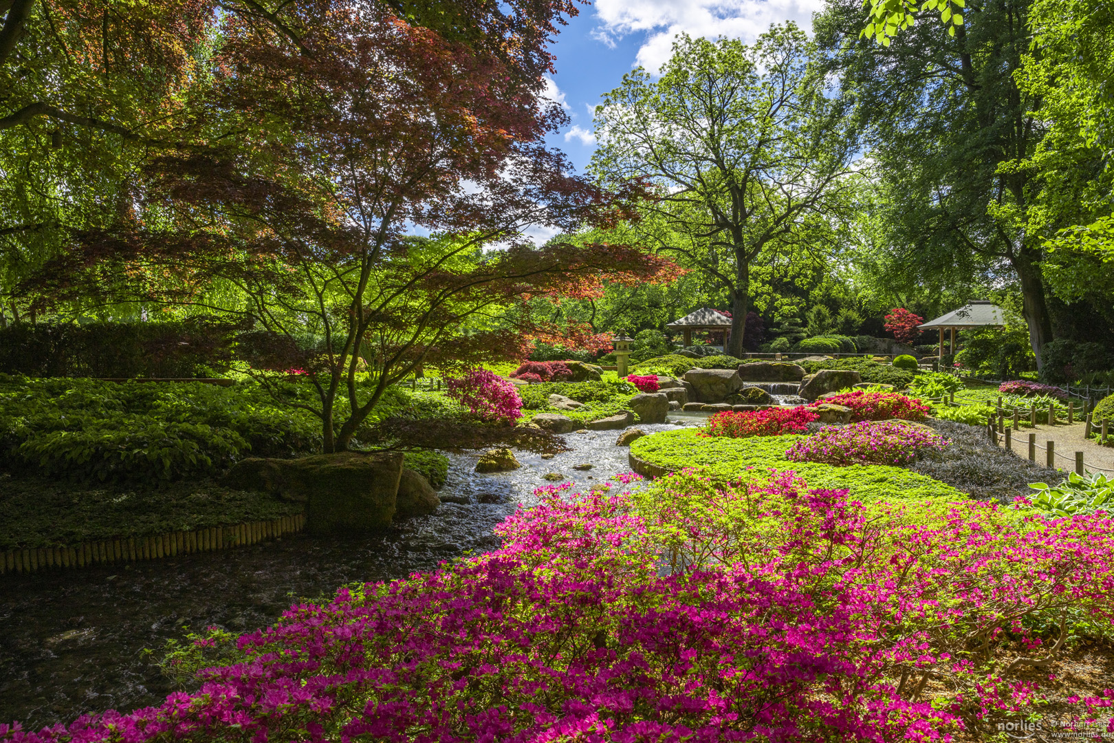 Japangarten mit Azaleenblüte