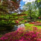 Japangarten mit Azaleenblüte