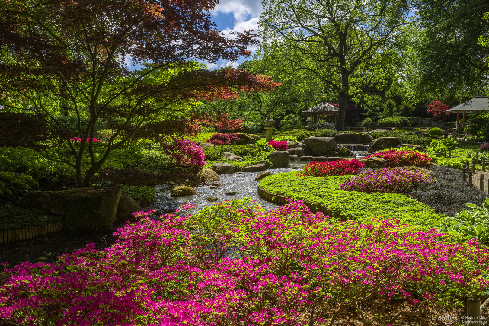 Japangarten mit blühenden Azaleen