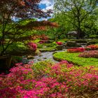 Japangarten mit blühenden Azaleen
