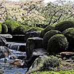 JAPANGARTEN MIT KIRSCHBLÜTEN