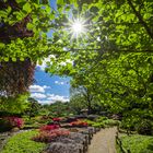 Japangarten mit Sonnenstern