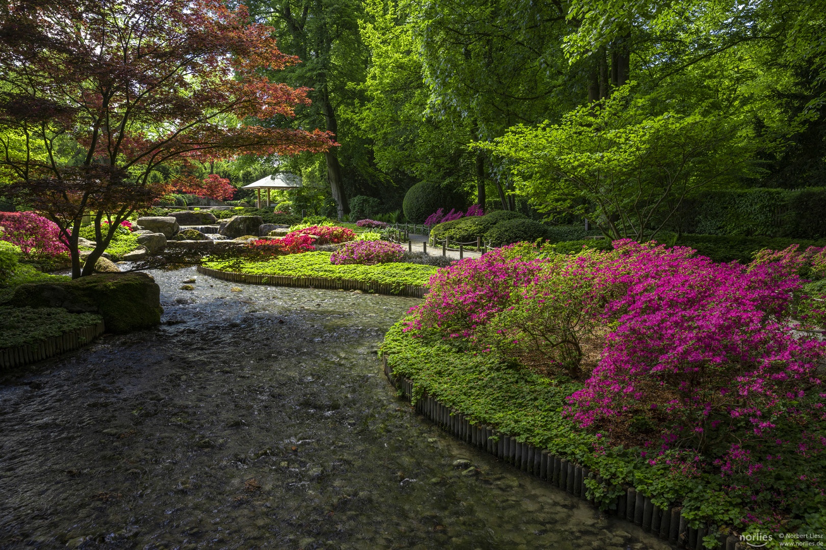 Japangarten während der Azaleenblüte