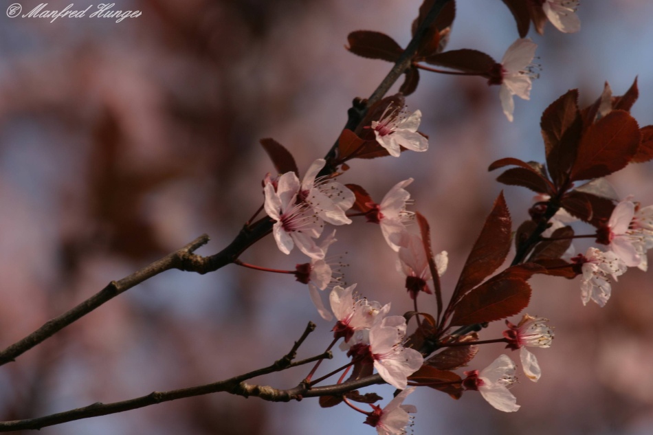 Japanisch Kirschblüte - 1