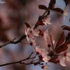 Japanisch Kirschblüte - 1