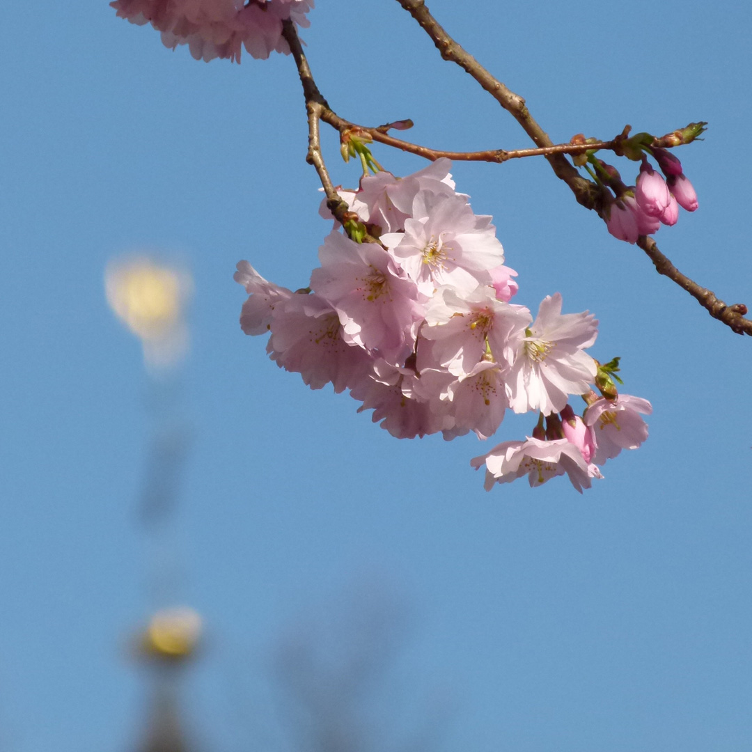 Japanisch Kirsche