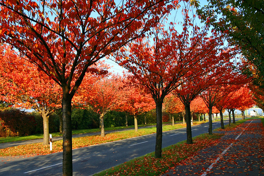 Japanische Allee