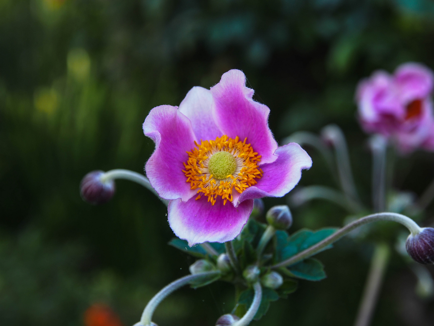 Japanische Anemone