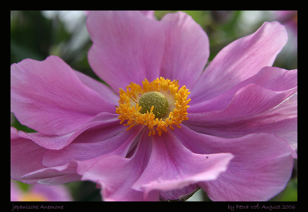 japanische Anemone