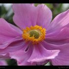 japanische Anemone