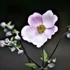 Japanische Anemone